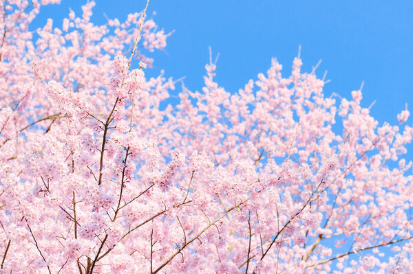 ソメイヨシノ、エゾヤマ、チシマ、北海道民が好きな桜の品種は？（北海道で聞きました。）　サムネイル
