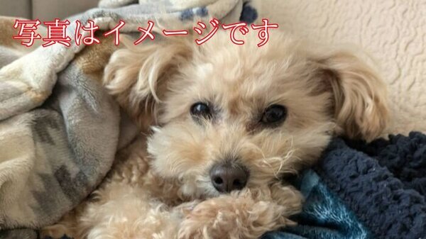 判決言い渡し中にも「ワンちゃん…」レッカー業者暴行事件　犬４匹飼育の被告　泣きながら「控訴します」　サムネイル