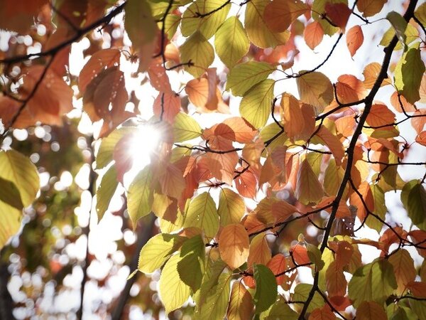 都心で紅葉狩り！色づいてきた木々とアートが織りなす秋の札幌らしい風景　サムネイル