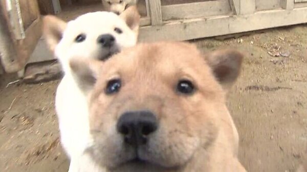 北海道犬の血統を守り続け半世紀　今年も赤ちゃんが誕生！　サムネイル