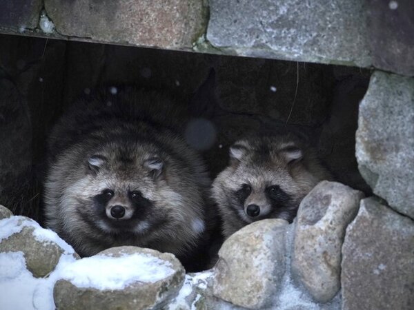 冬だから見ることが出来るリアルな表情も…円山動物園でどうぶつたちをスケッチ　サムネイル