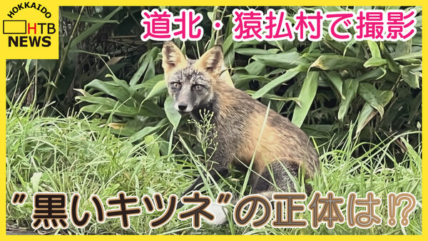 黒いキツネの正体は！？道北・猿払村で激写！「幻の●●ギツネではないか！？」専門家の見解は…　サムネイル