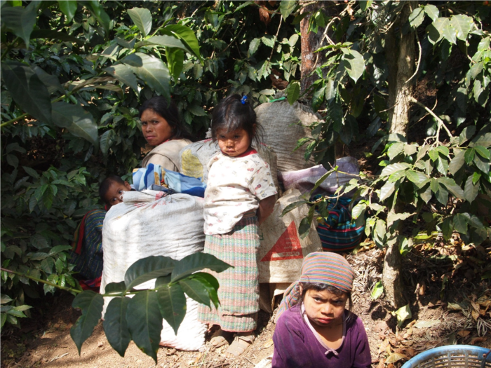 中米のコーヒー農園の家族.png