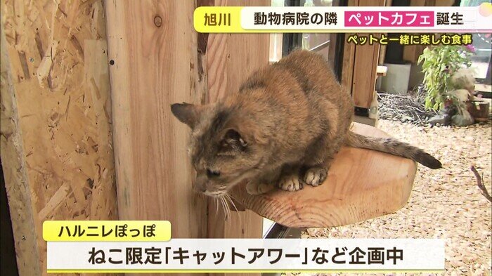 12ねこ.jpg