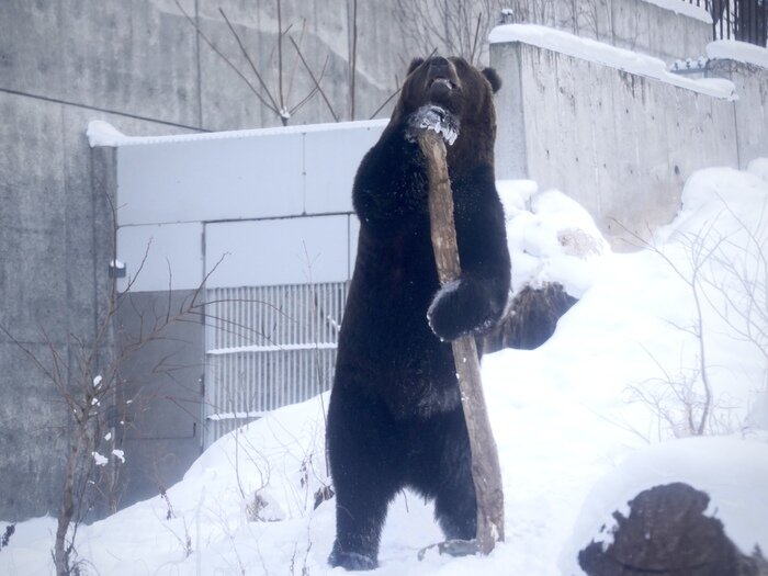 円山動物園②.jpg