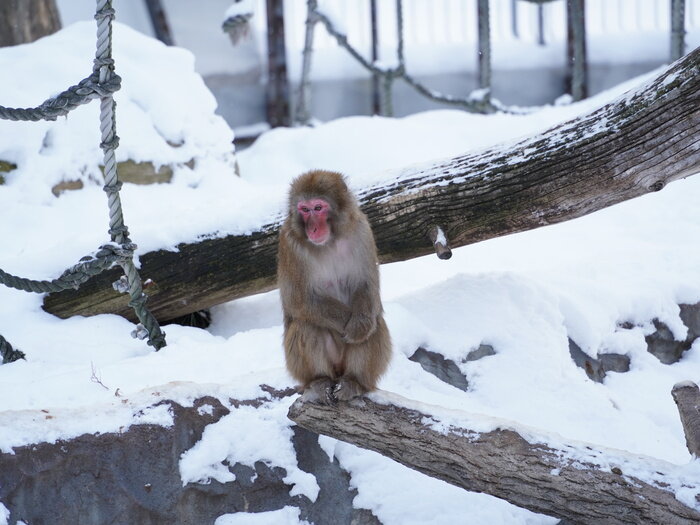 円山動物園10.JPG