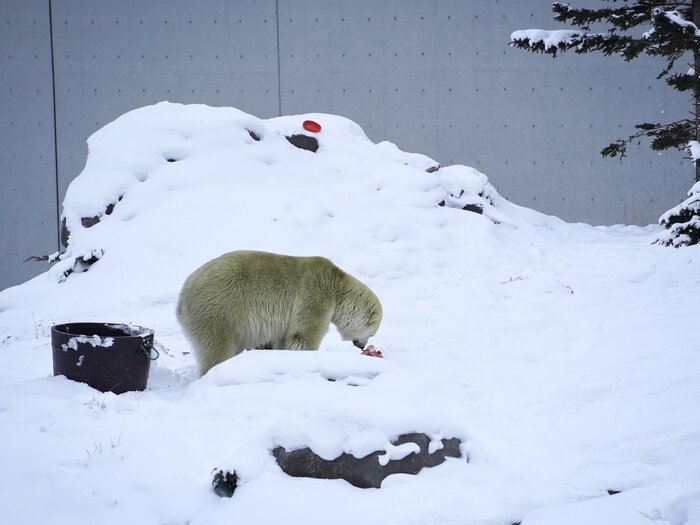 円山動物園⑤.jpg