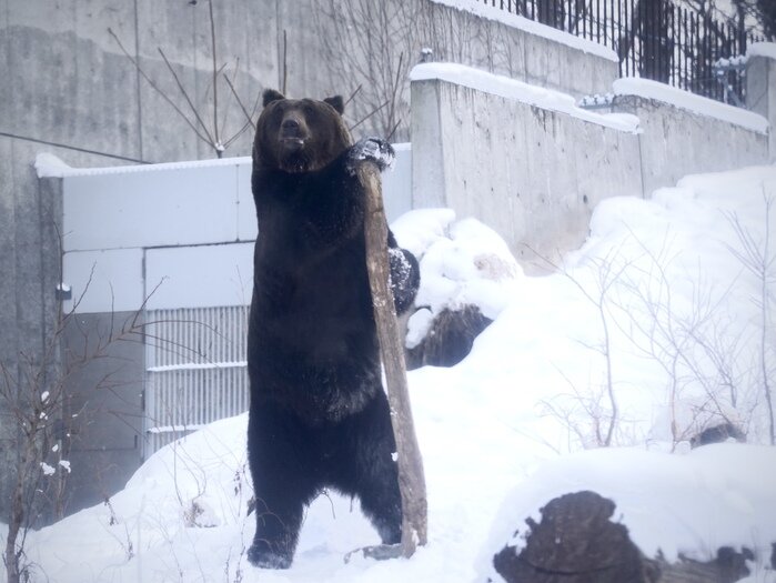 円山動物園①.jpg