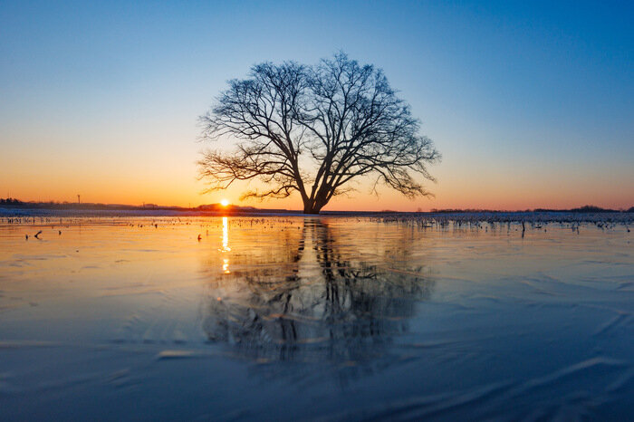 SODANE - 北海道十勝、豊頃町の「ハルニレの木」が年数回だけの