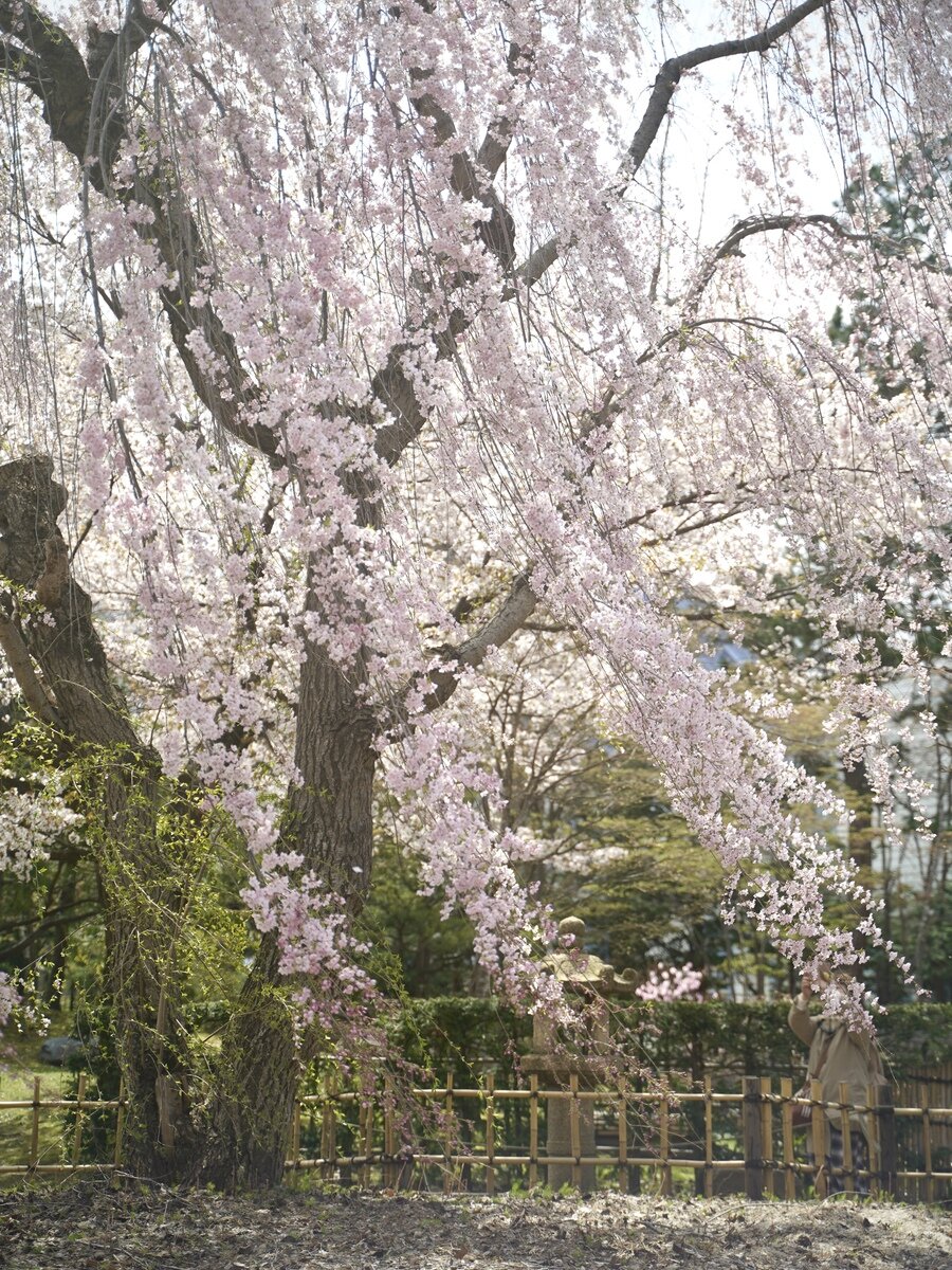 中島公園11.JPG