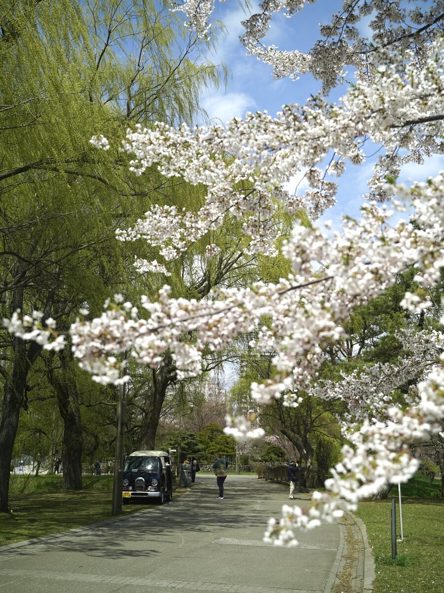 中島公園桜④.JPG
