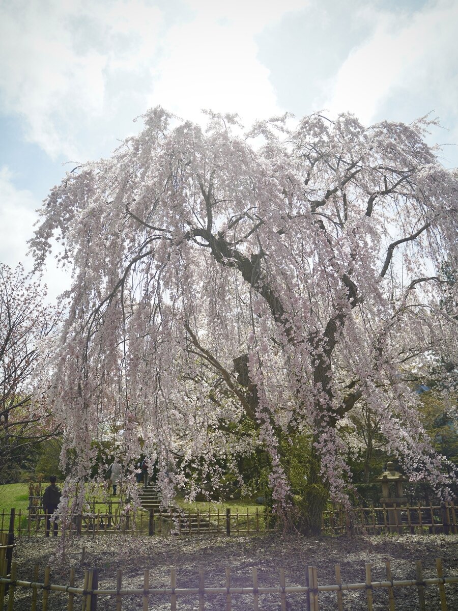 中島公園桜⑩.JPG