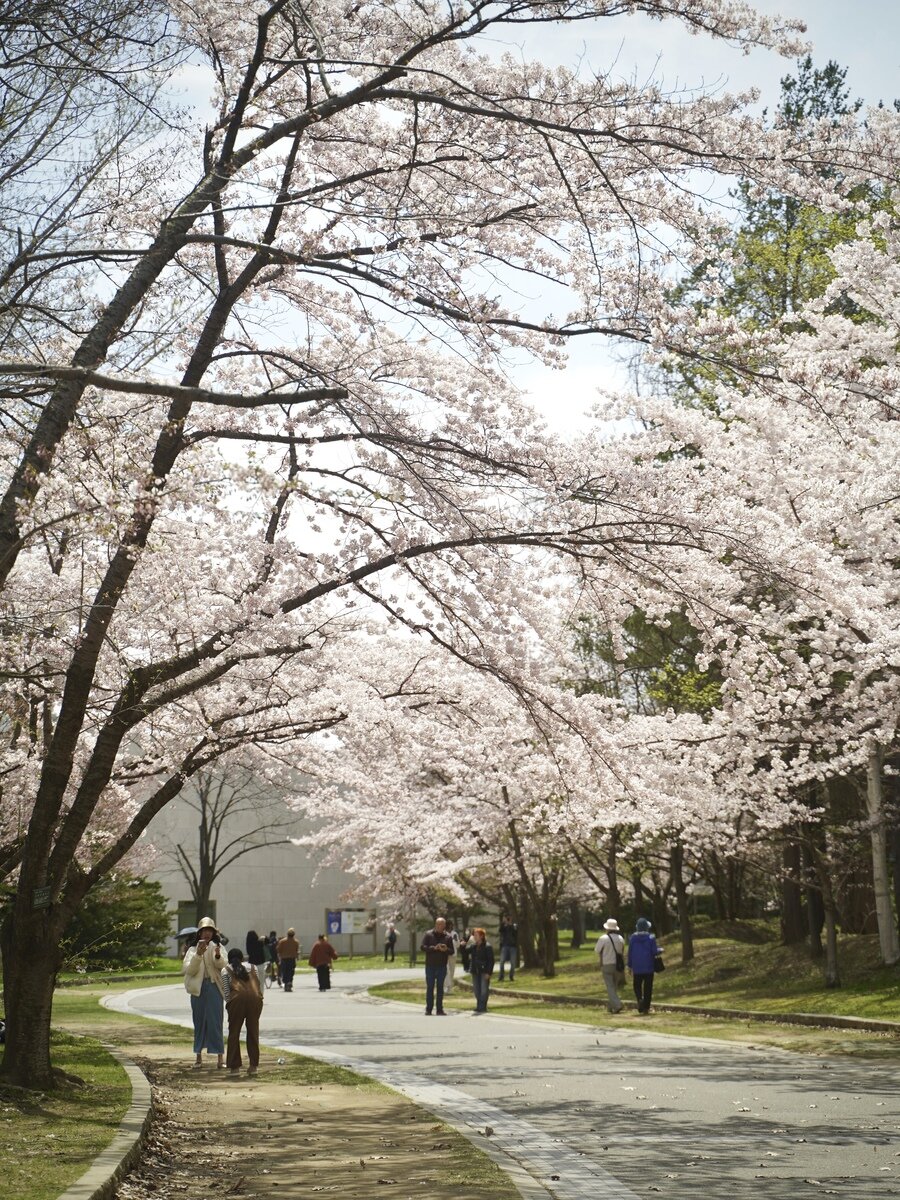 中島公園桜①.JPG