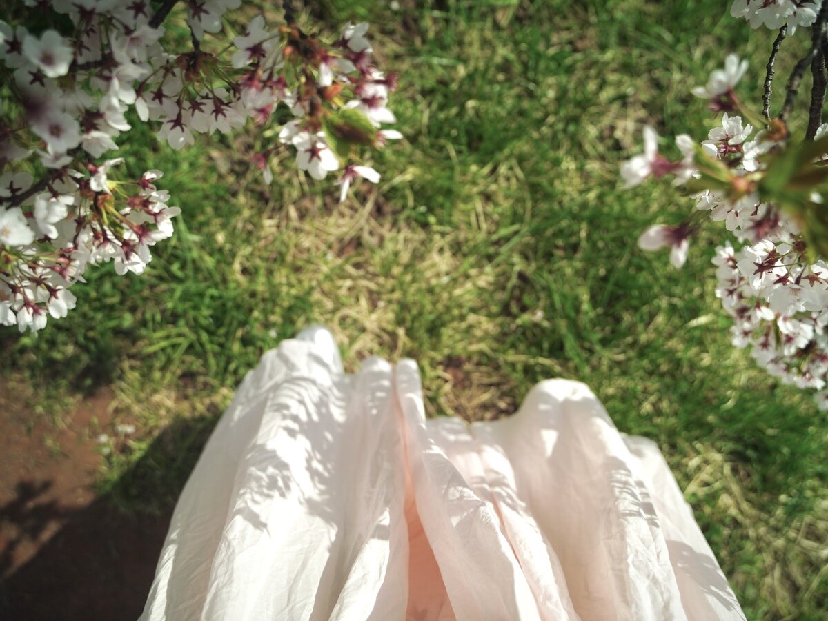 余市桜⑦.jpg