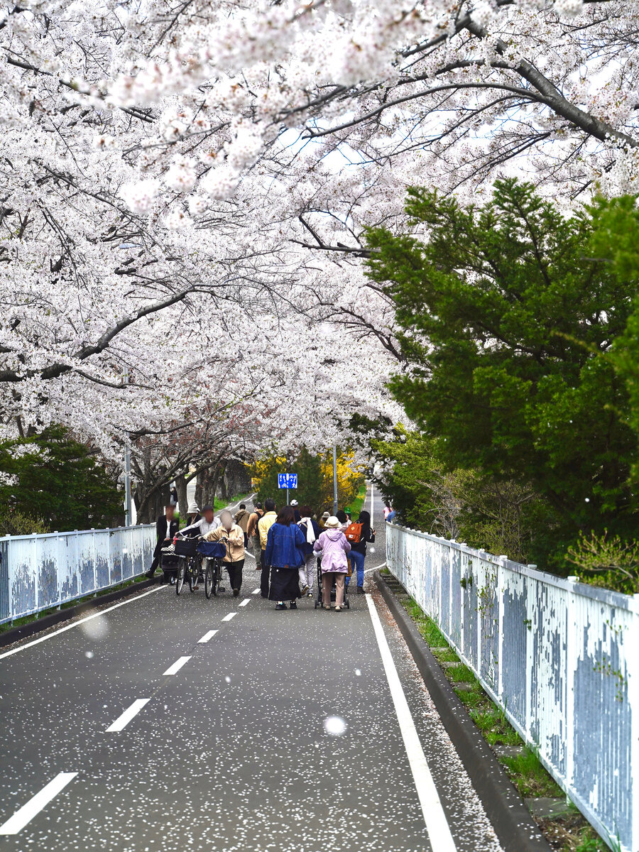 札幌桜⑨.JPG