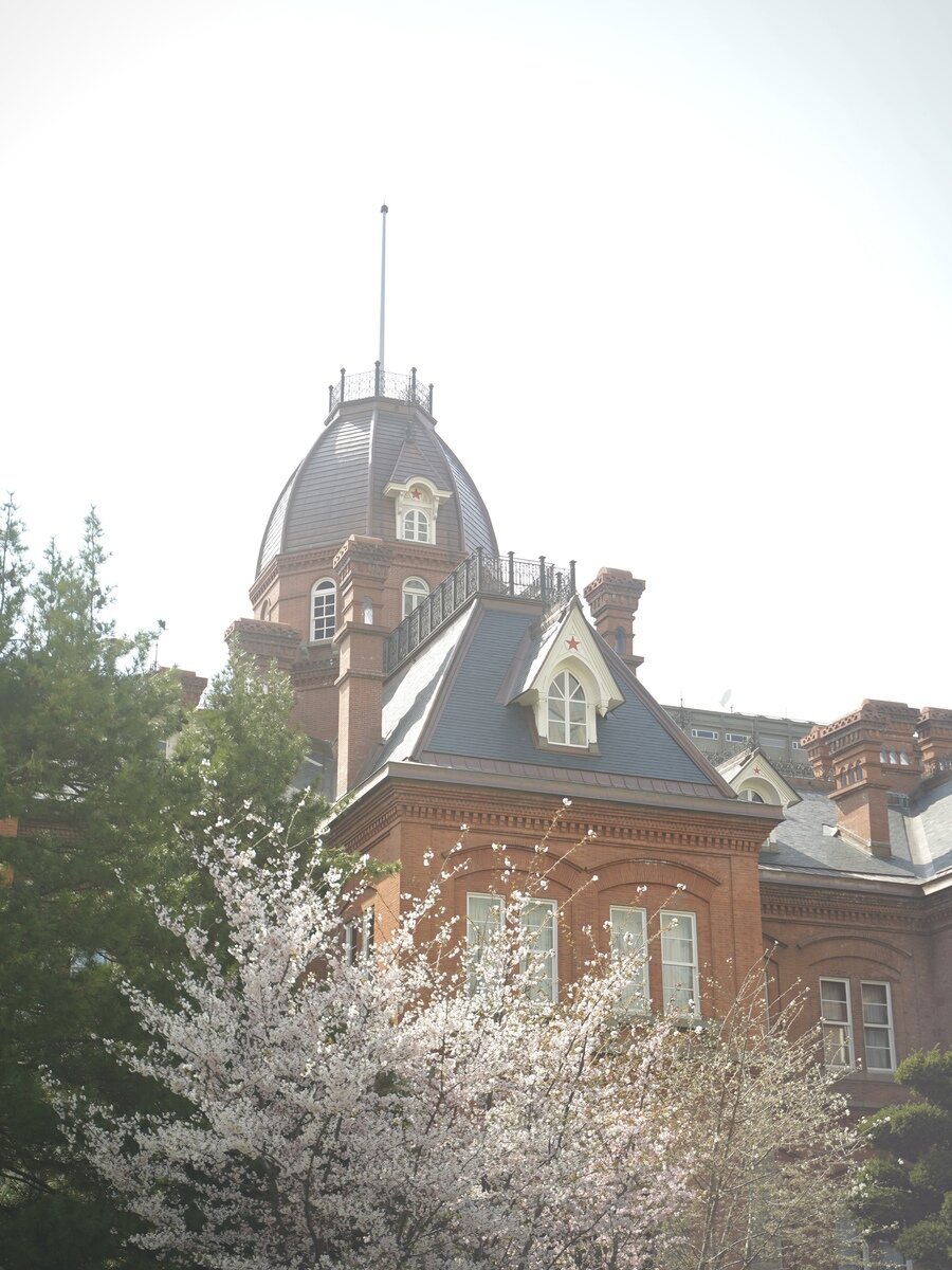 札幌桜④.jpg