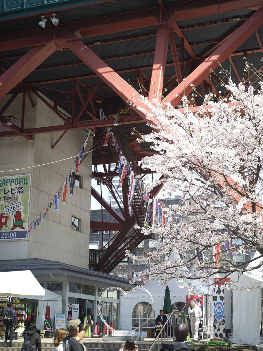 札幌桜②.jpg