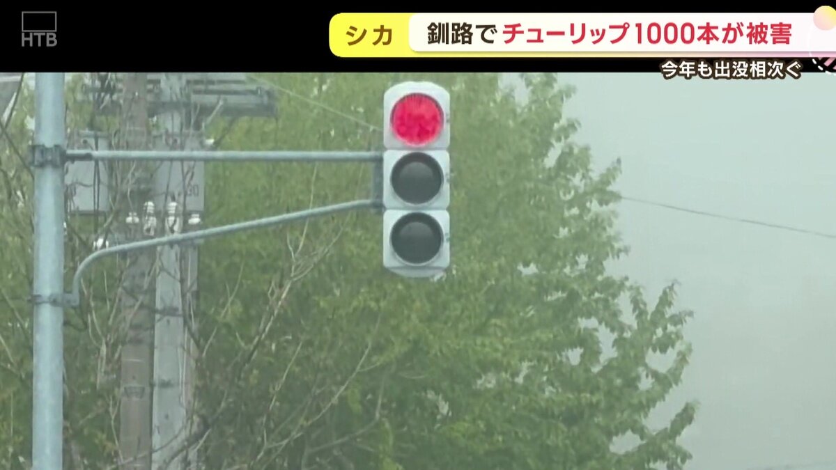 vlcsnap-2025-05-30-11h00m53s933.jpg