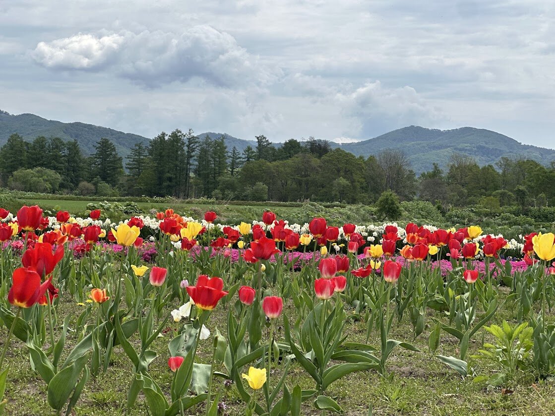 ⑤花壇にはチューリップが.jpg
