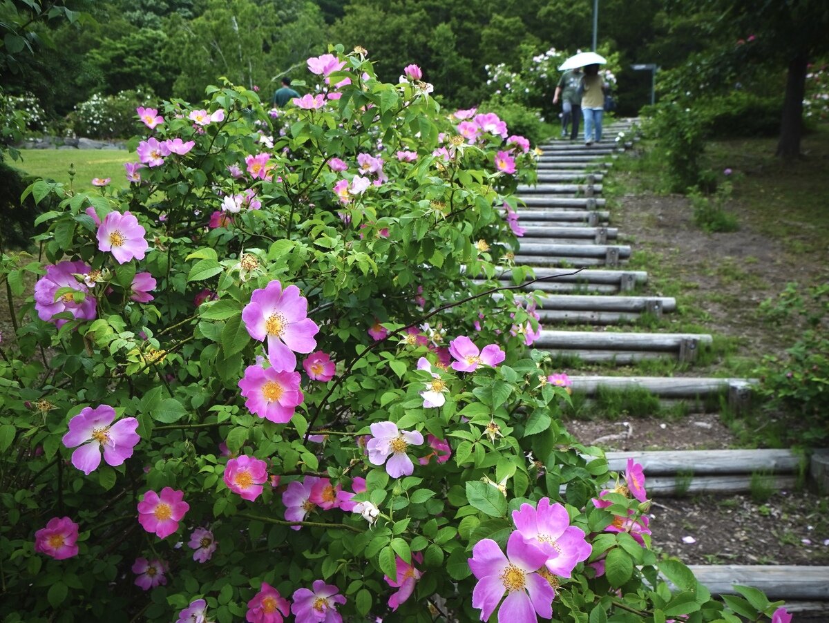 岩見沢④.JPG