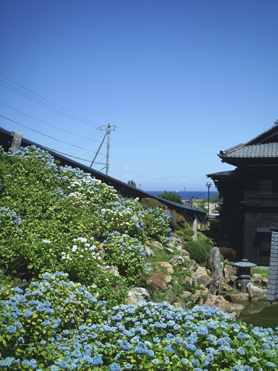 小樽アジサイ②.jpg