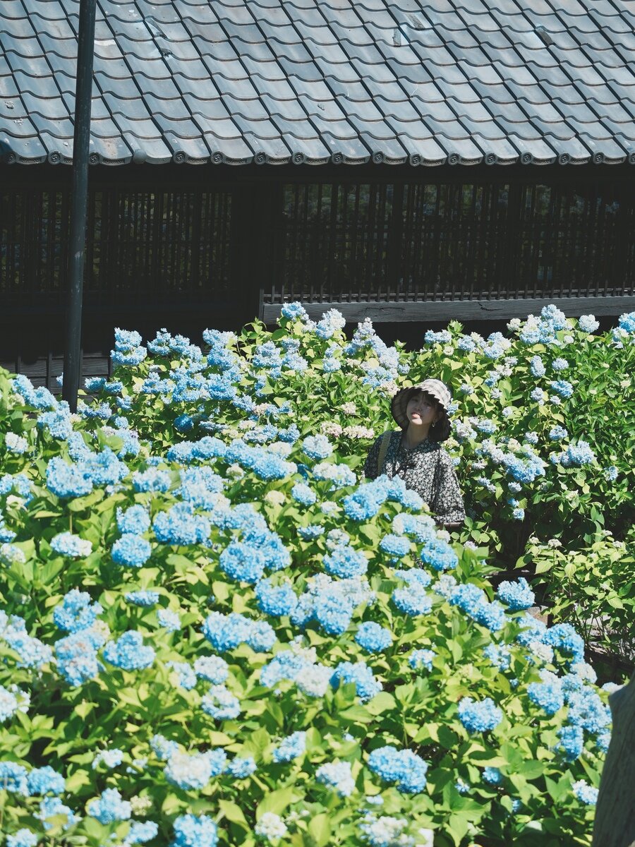 小樽アジサイ①.jpg