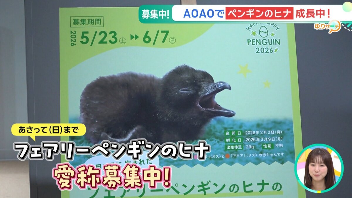イチモニ！0605ゆりサーチ「AOAO振替休日割」.mp4_snapshot_01.49_[2026-06-05_12.30.32].jpg