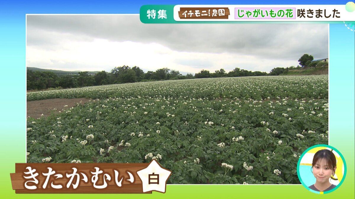 0826イチモニ農園YT用.mp4_snapshot_00.57_[2026-08-28_12.27.36].jpg