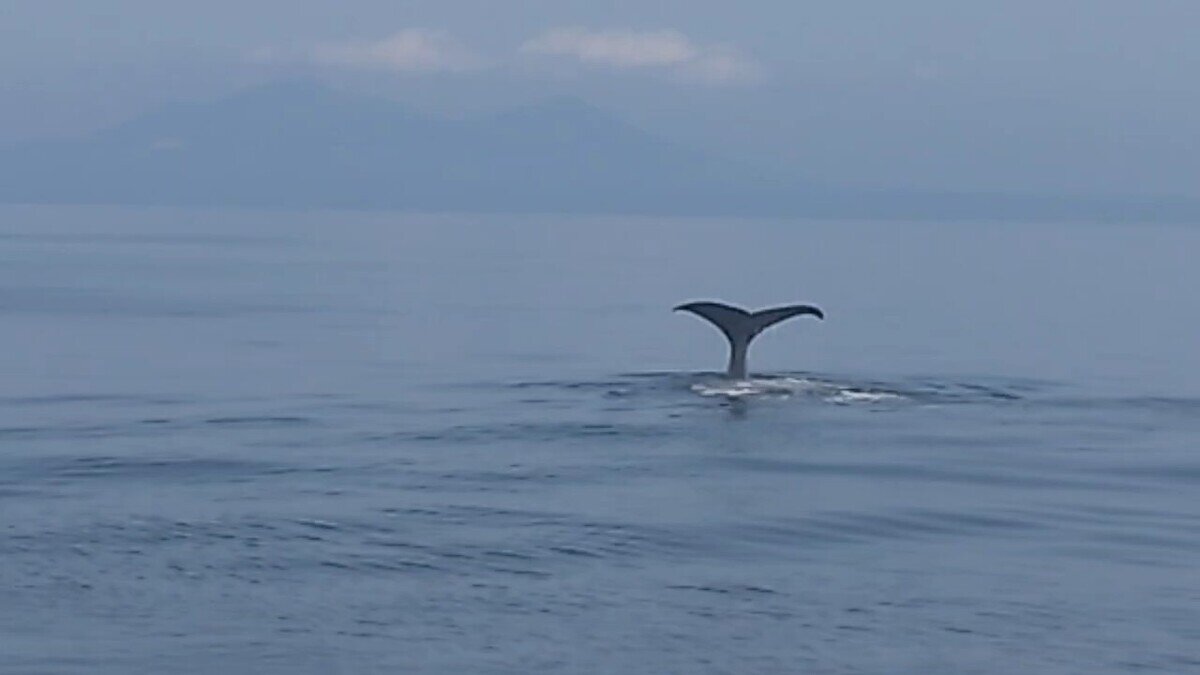 ④潜っていくクジラ.jpg
