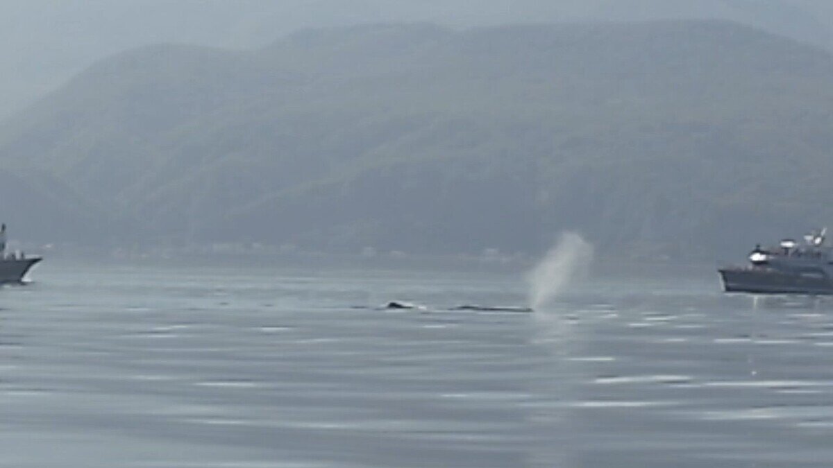 ③船から見えたクジラの潮.jpg