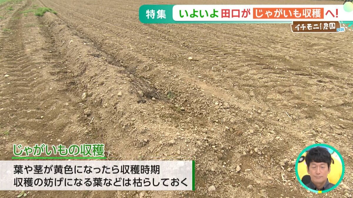YT用イチモ二農園③.mp4_snapshot_00.37_[2026-09-25_11.46.00].jpg